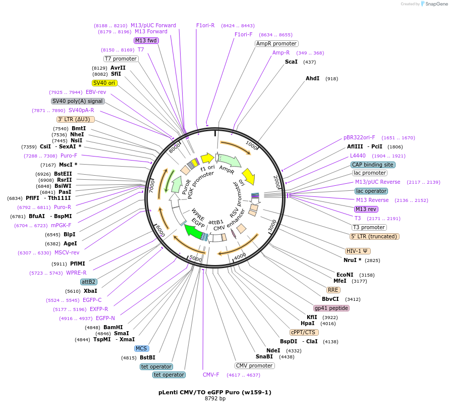 17481-plasmid-map-sequence-id-512122