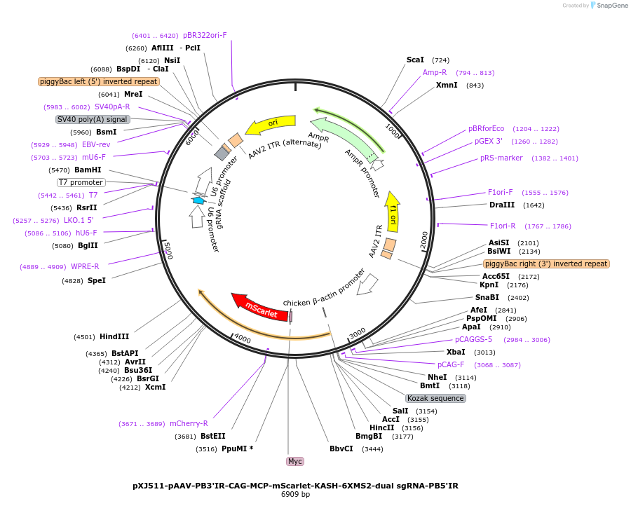 254951-plasmid-map-sequence-id-512129