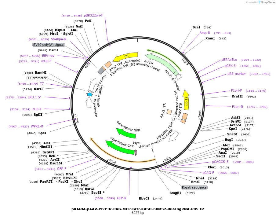 254949-plasmid-map-sequence-id-512131