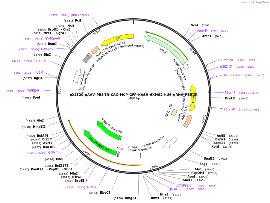 254955-plasmid-map-sequence-id-512134