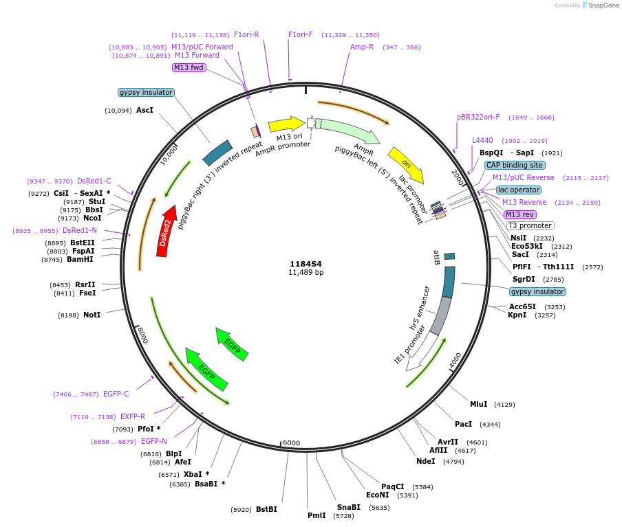 256322-plasmid-map-sequence-id-512145