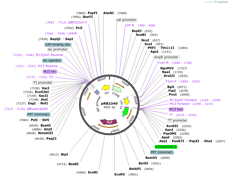 256742-plasmid-map-sequence-id-512151