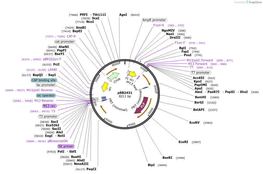 256745-plasmid-map-sequence-id-512153