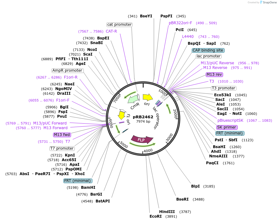 256750-plasmid-map-sequence-id-512156