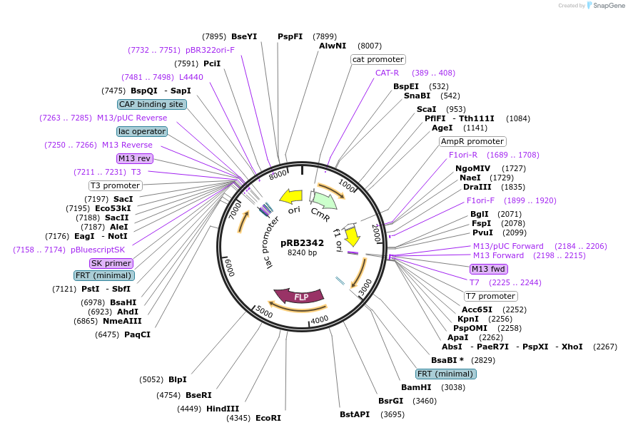 256743-plasmid-map-sequence-id-512157