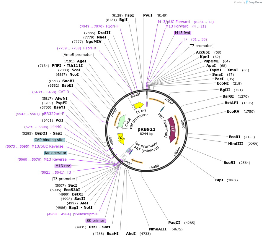 256752-plasmid-map-sequence-id-512159
