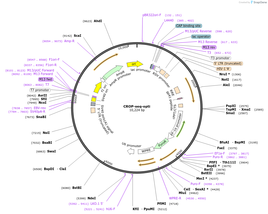 106280-plasmid-map-sequence-id-512176