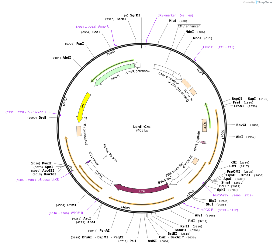 198712-plasmid-map-sequence-id-512194
