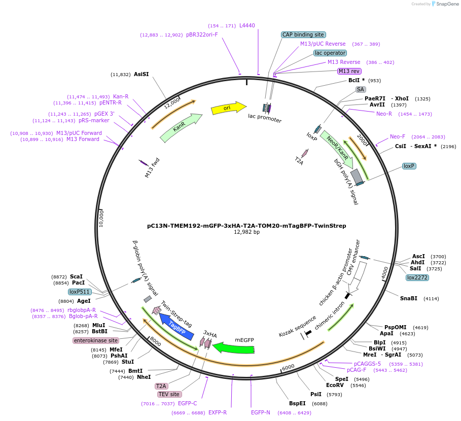 247977-plasmid-map-sequence-id-512214