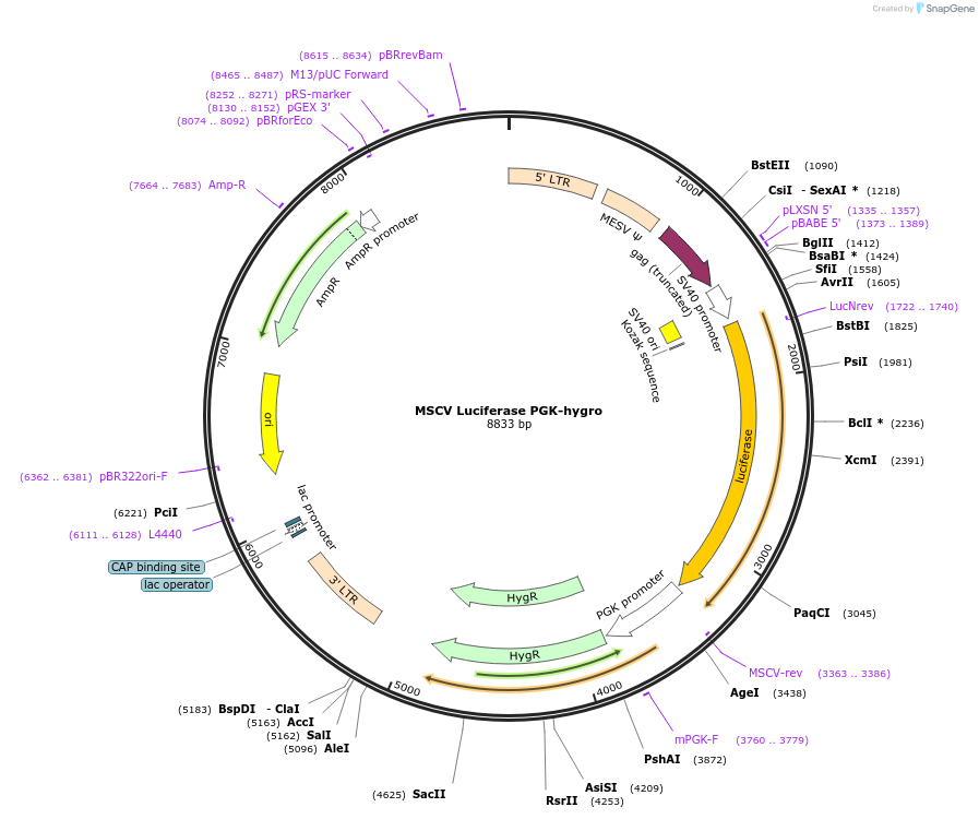 18782-plasmid-map-sequence-id-512216