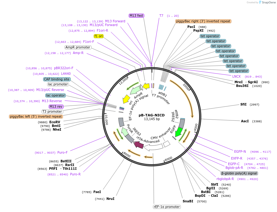 130934-plasmid-map-sequence-id-512220