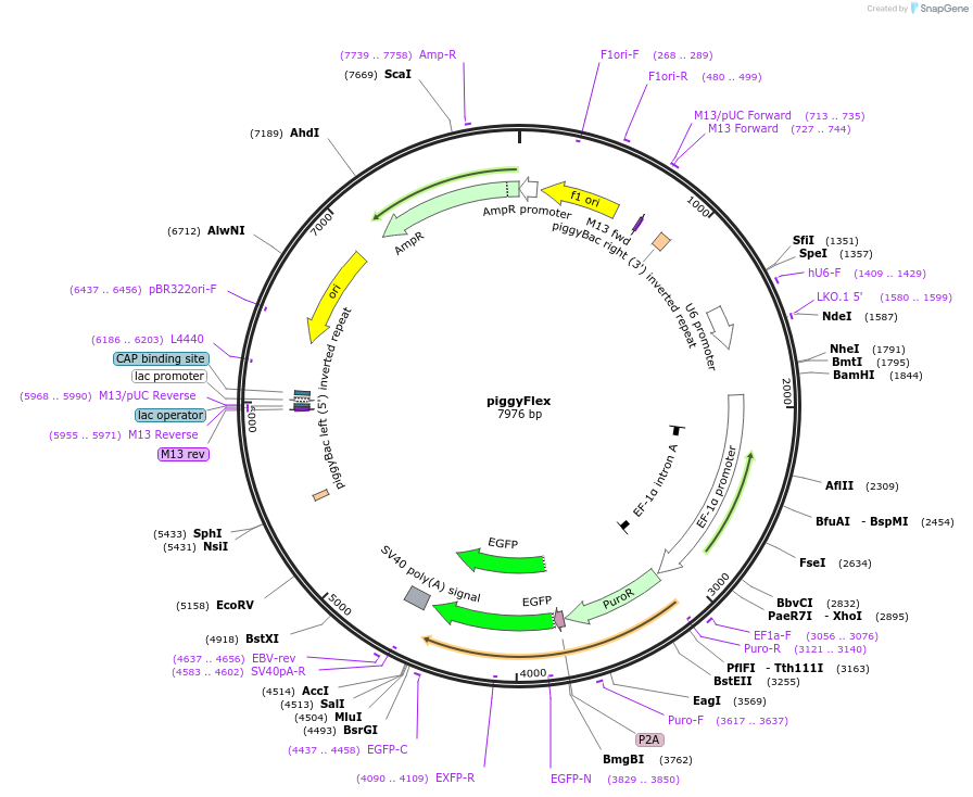 218234-plasmid-map-sequence-id-512258