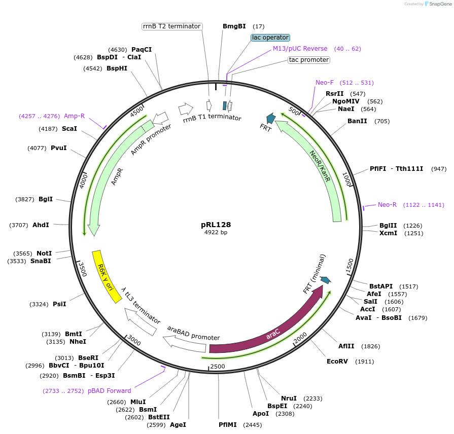 40180-plasmid-map-sequence-id-51229