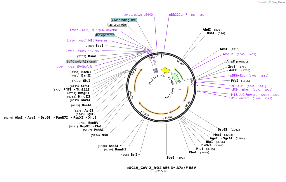 253159-plasmid-map-sequence-id-512335