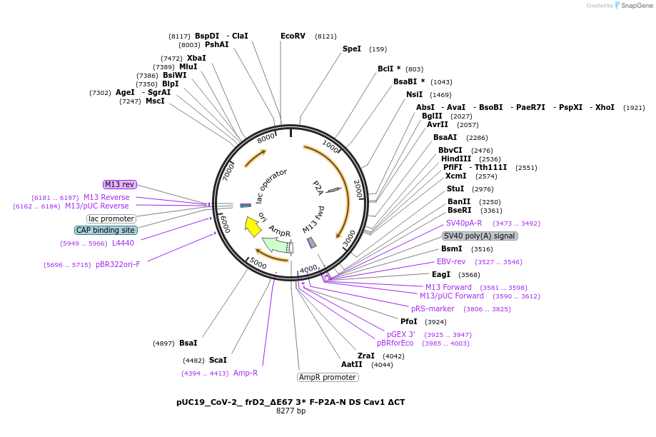253167-plasmid-map-sequence-id-512338
