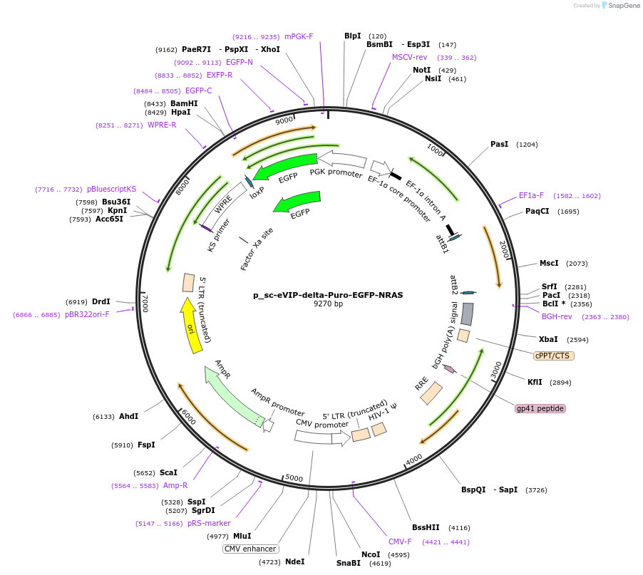 249469-plasmid-map-sequence-id-512339