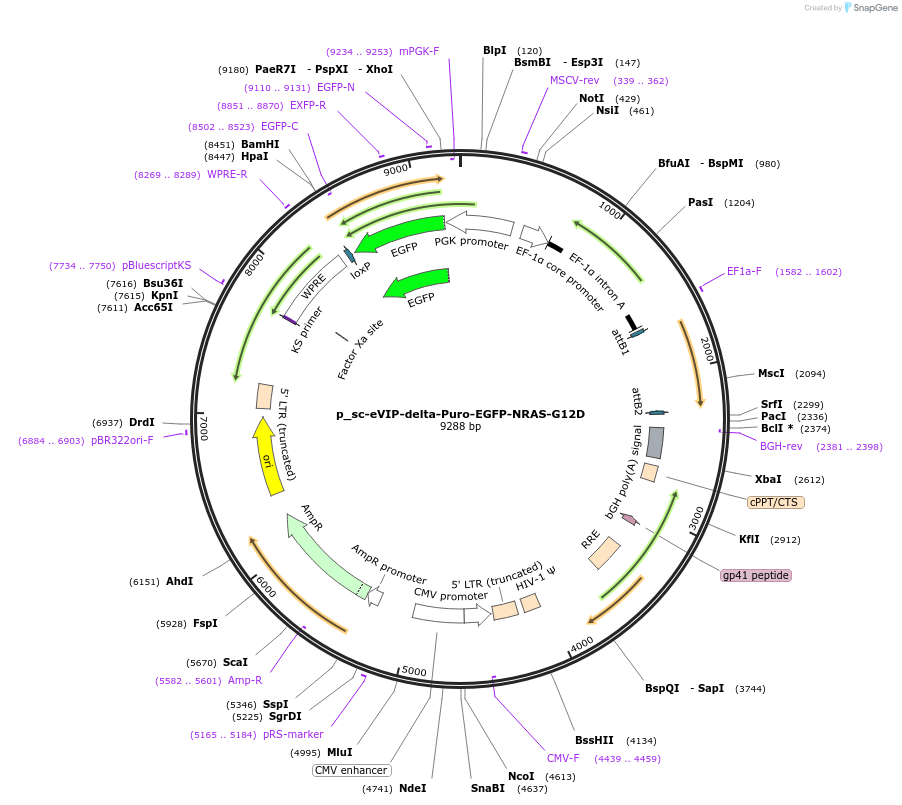 249470-plasmid-map-sequence-id-512341