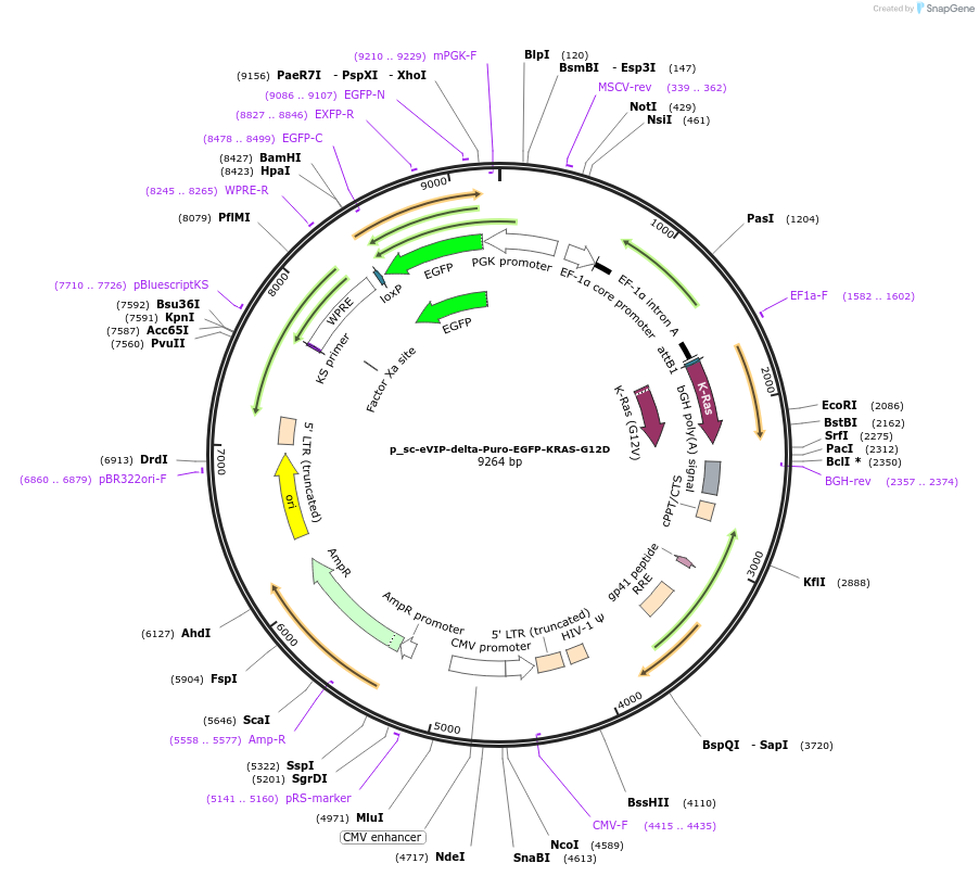 249461-plasmid-map-sequence-id-512342