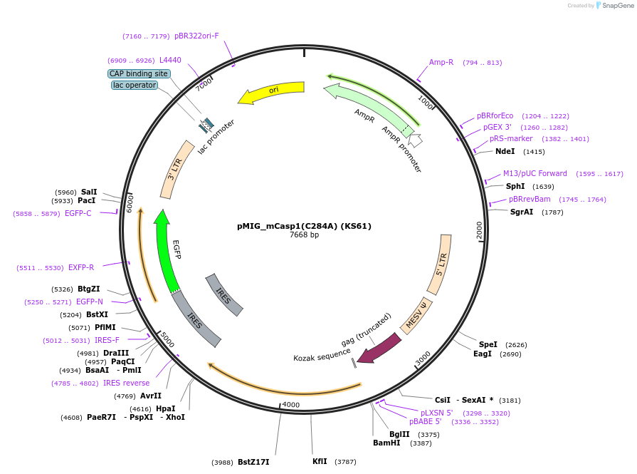 254934-plasmid-map-sequence-id-512345