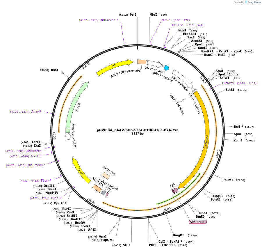 256631-plasmid-map-sequence-id-512346