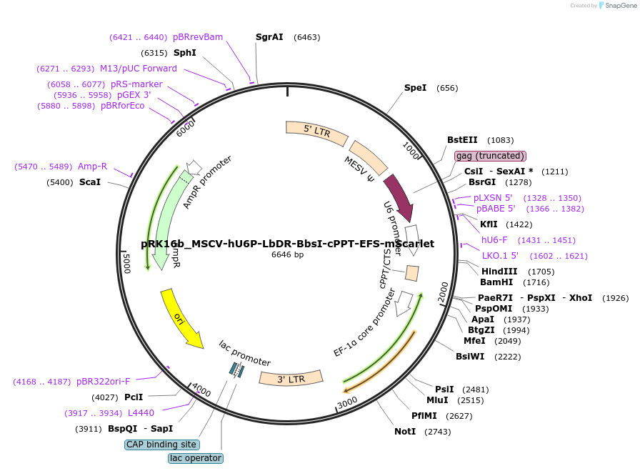 256632-plasmid-map-sequence-id-512347