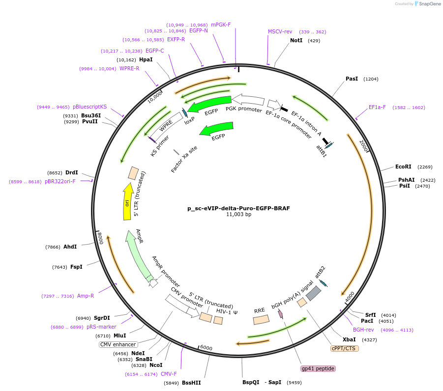 249446-plasmid-map-sequence-id-512348