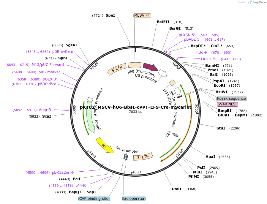 256628-plasmid-map-sequence-id-512349