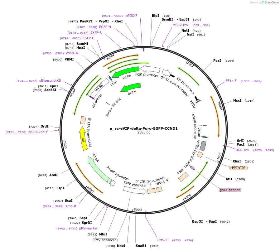 249449-plasmid-map-sequence-id-512351