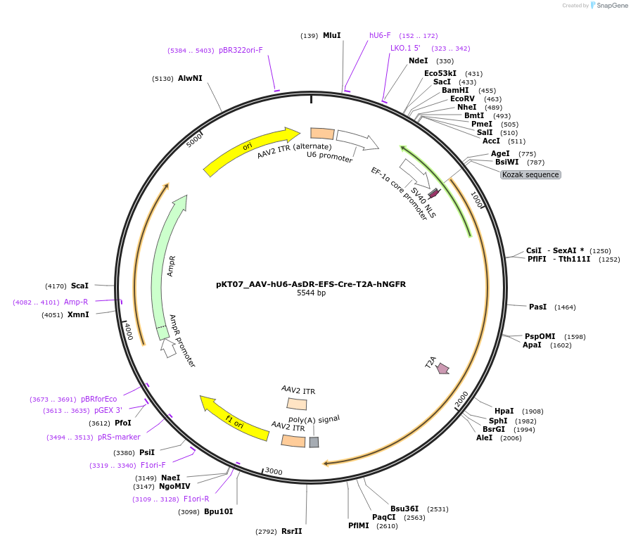 256629-plasmid-map-sequence-id-512352