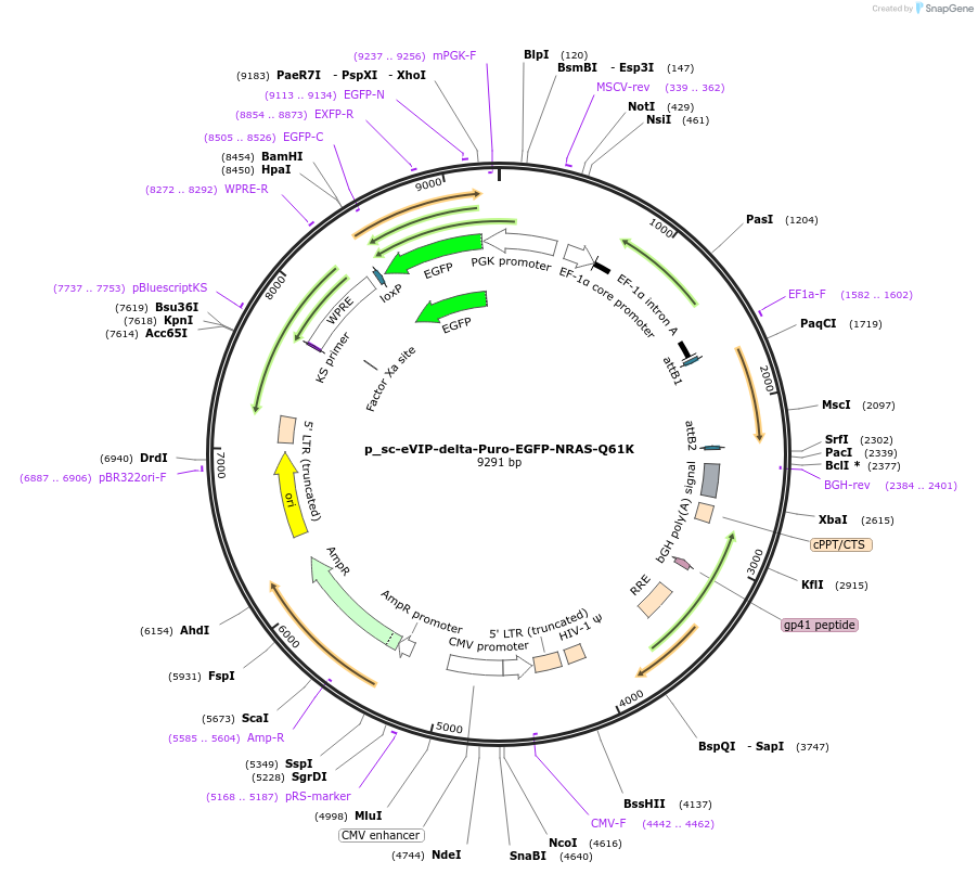 249471-plasmid-map-sequence-id-512357