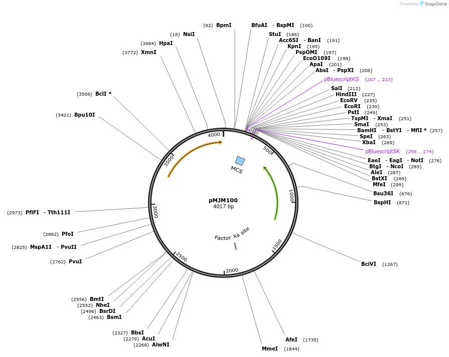 252705-plasmid-map-sequence-id-512359