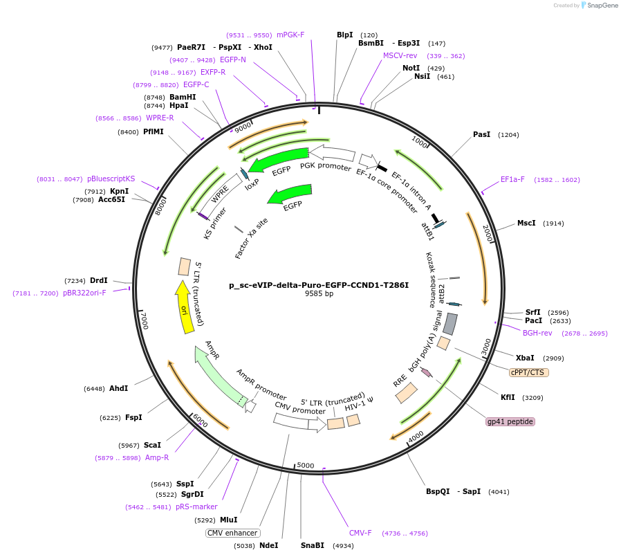 249450-plasmid-map-sequence-id-512360