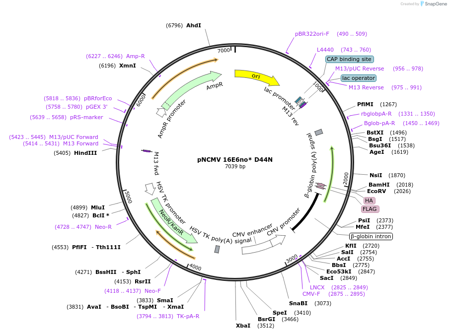 253265-plasmid-map-sequence-id-512361