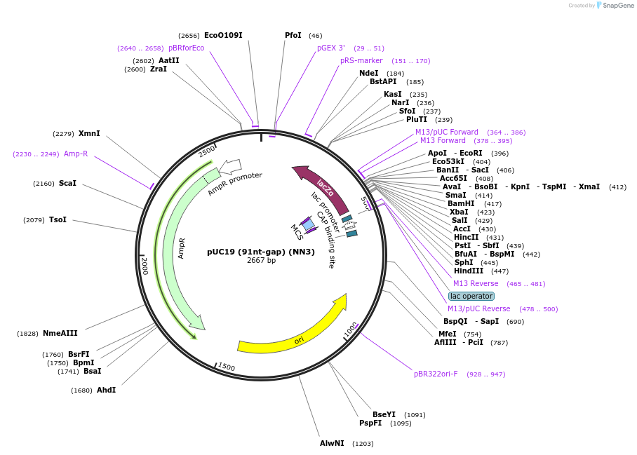 257528-plasmid-map-sequence-id-512363