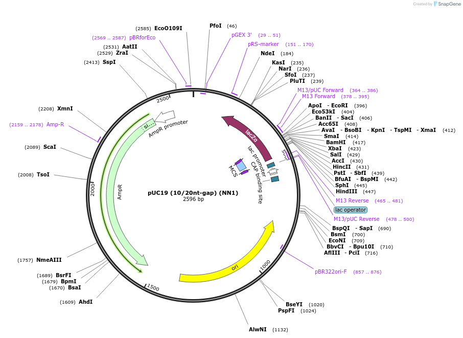 257527-plasmid-map-sequence-id-512365