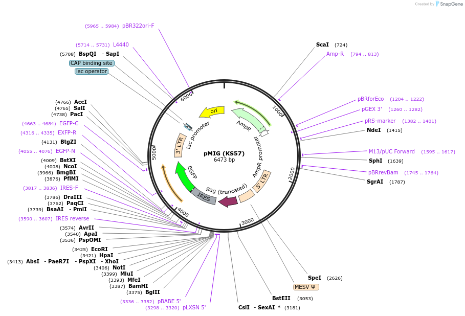 254932-plasmid-map-sequence-id-512369