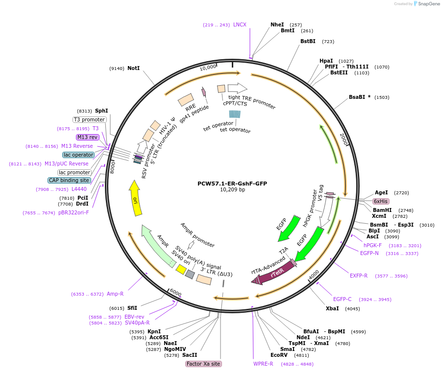 257607-plasmid-map-sequence-id-512371