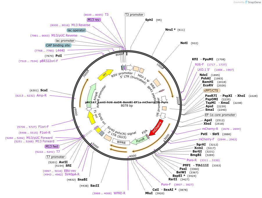 256633-plasmid-map-sequence-id-512372