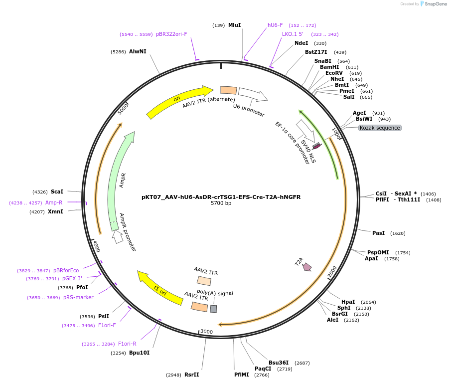 256630-plasmid-map-sequence-id-512373