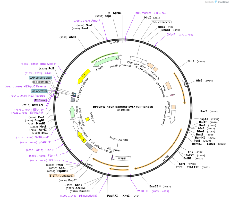 257621-plasmid-map-sequence-id-512380