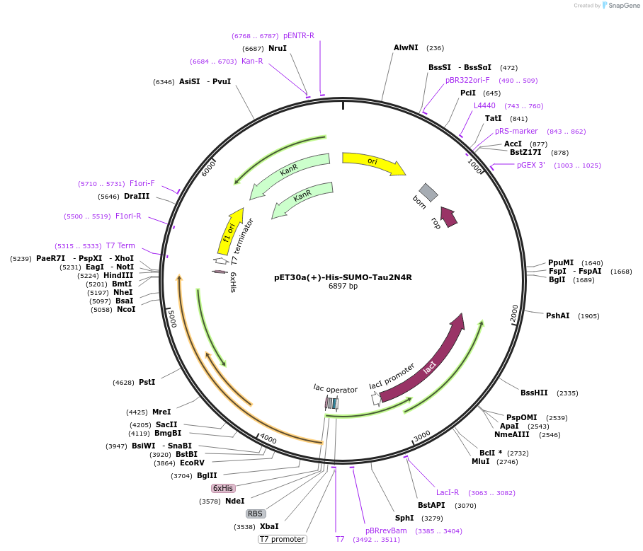 257333-plasmid-map-sequence-id-512393