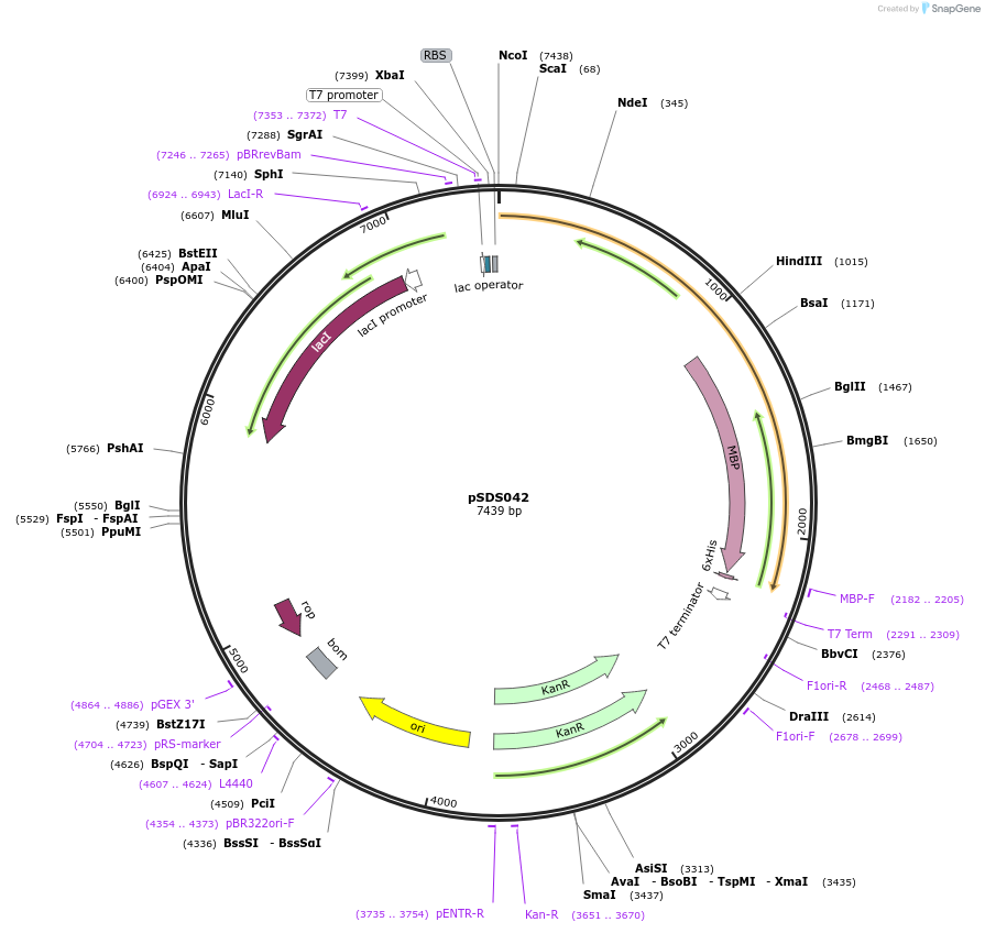 250581-plasmid-map-sequence-id-512399