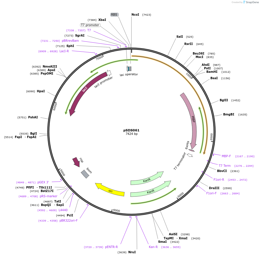 250582-plasmid-map-sequence-id-512400