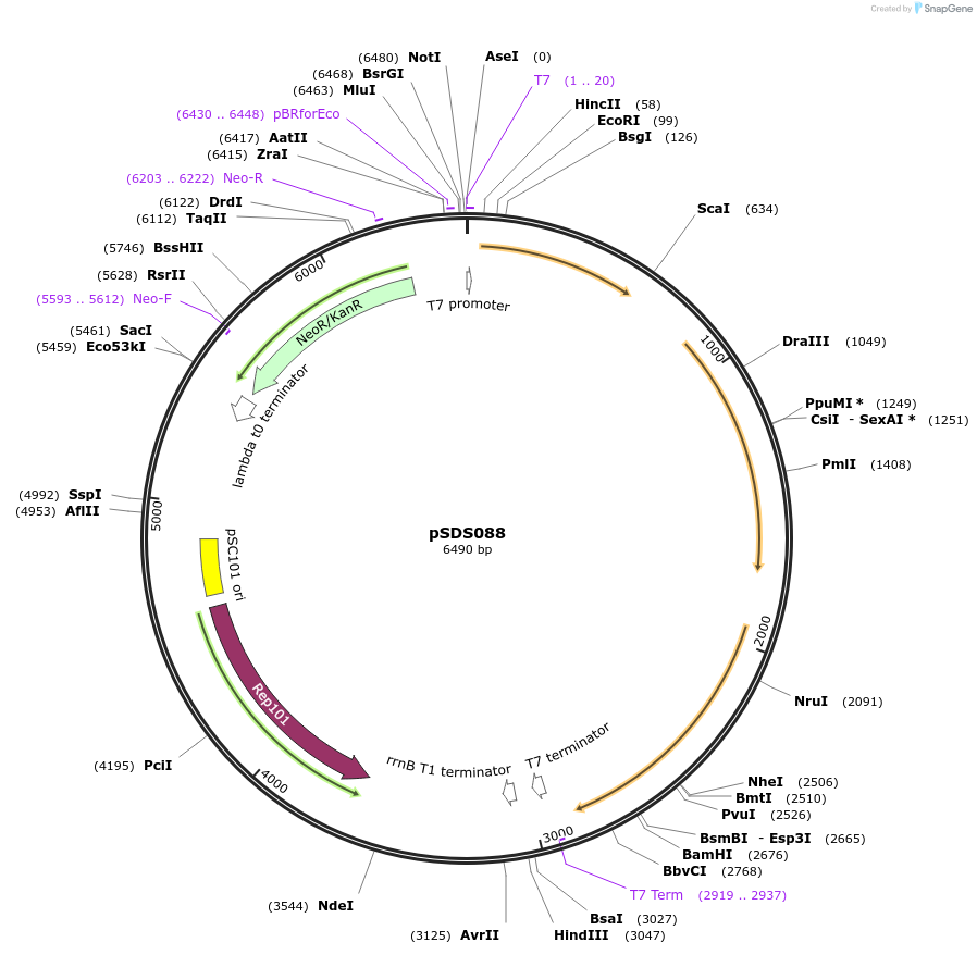 250583-plasmid-map-sequence-id-512401