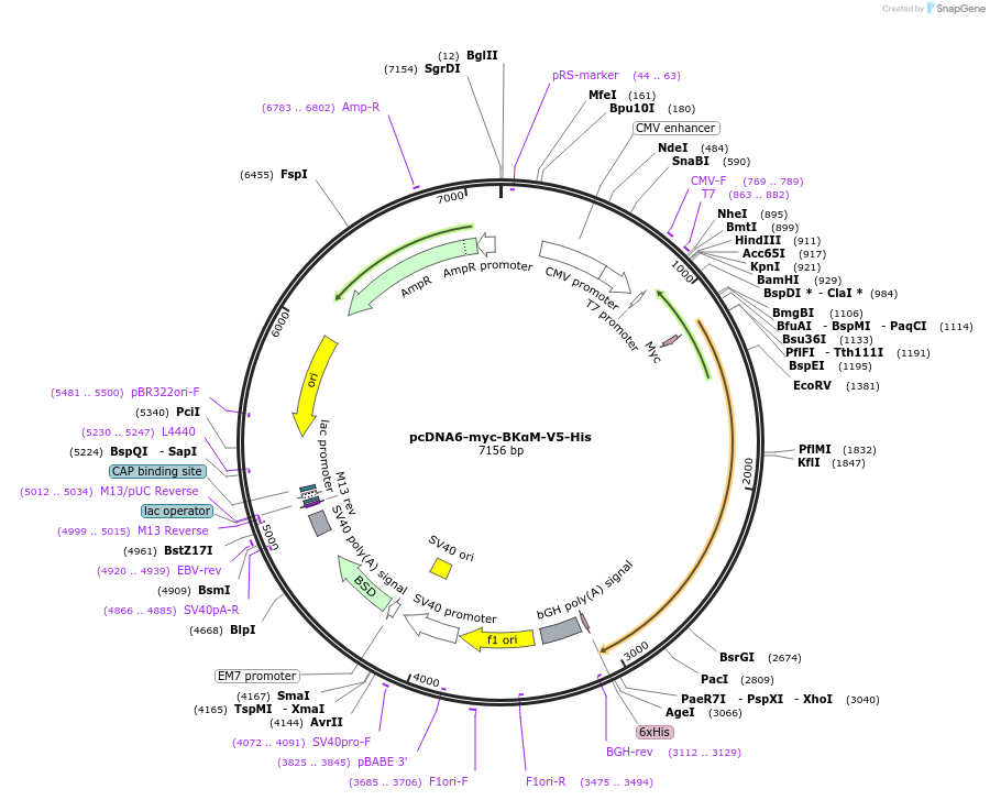 255909-plasmid-map-sequence-id-512403