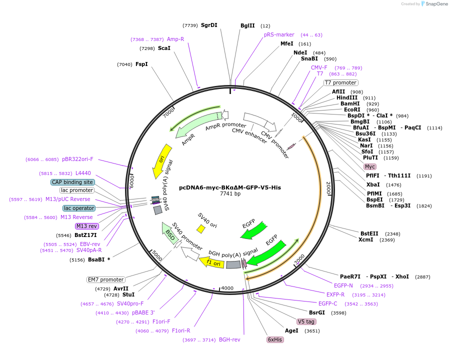 255910-plasmid-map-sequence-id-512404