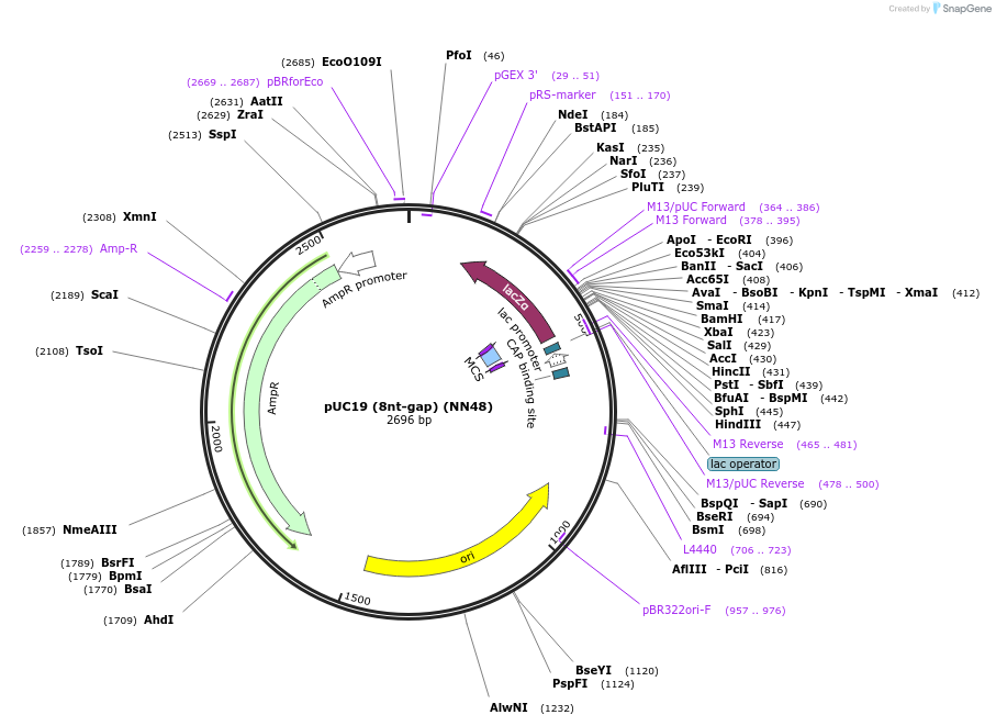 257526-plasmid-map-sequence-id-512427
