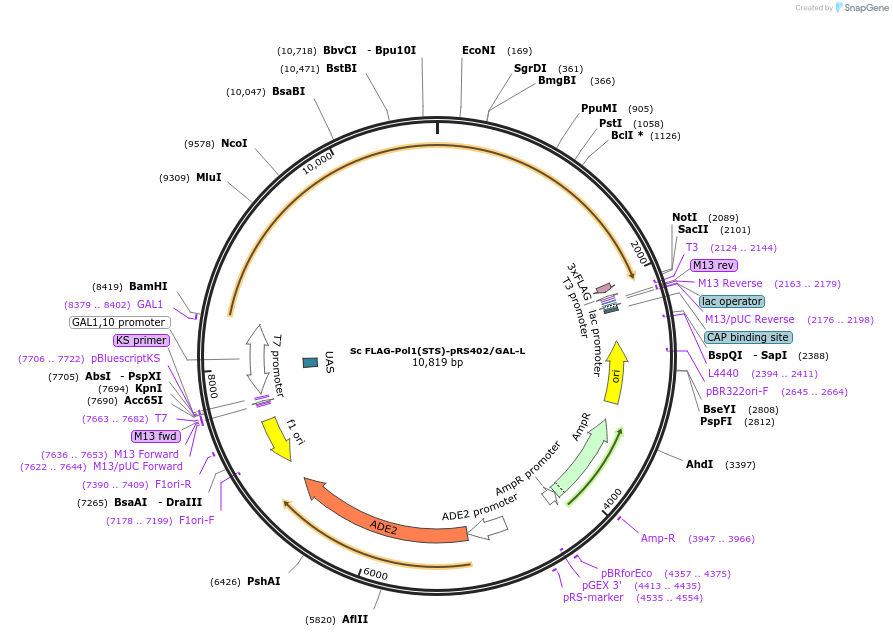 257522-plasmid-map-sequence-id-512432