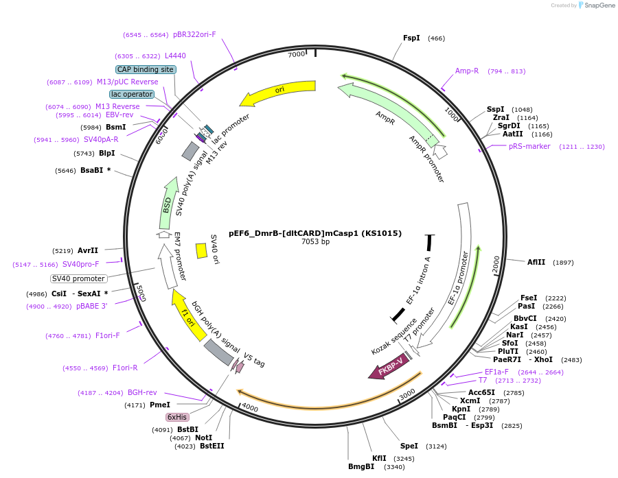 254938-plasmid-map-sequence-id-512435