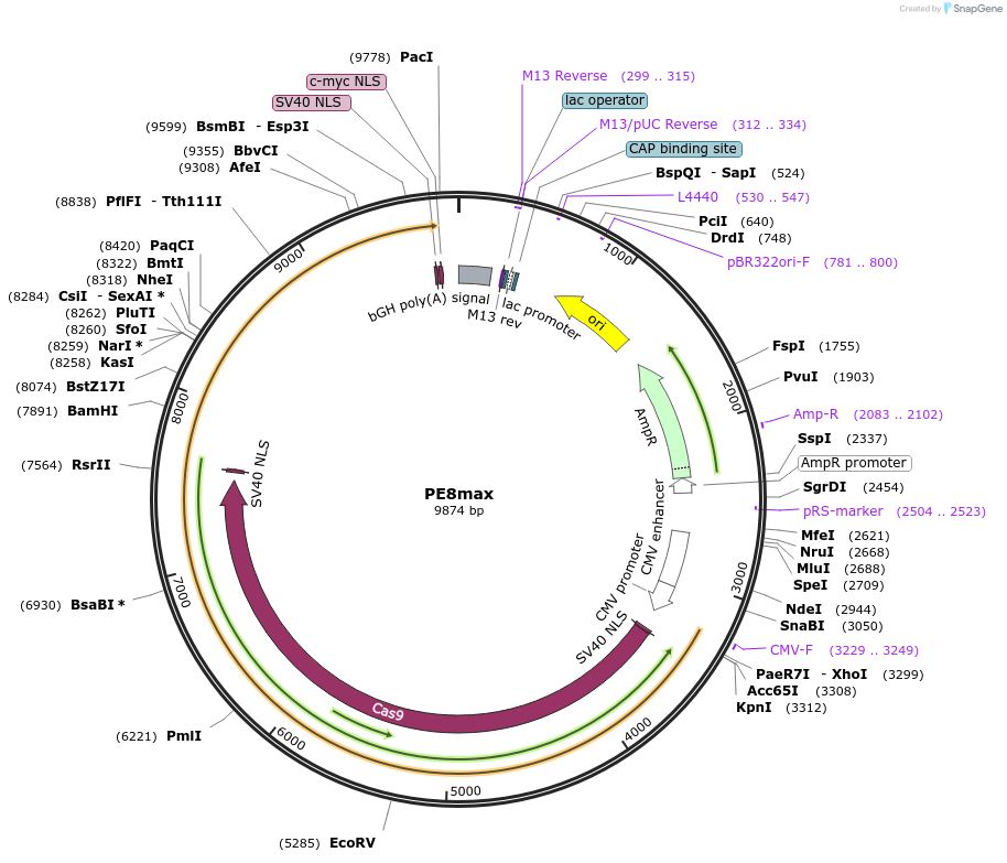 257701-plasmid-map-sequence-id-512436